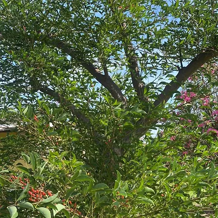 לינה וארוחת בוקר Agrib&b Lemontree Garde'n סירקוזה