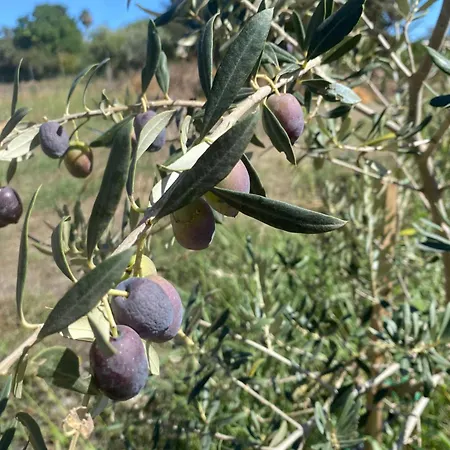 Agrib&b Lemontree Garde'n לינה וארוחת בוקר