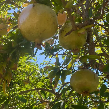 Agrib&b Lemontree Garde'n לינה וארוחת בוקר סירקוזה