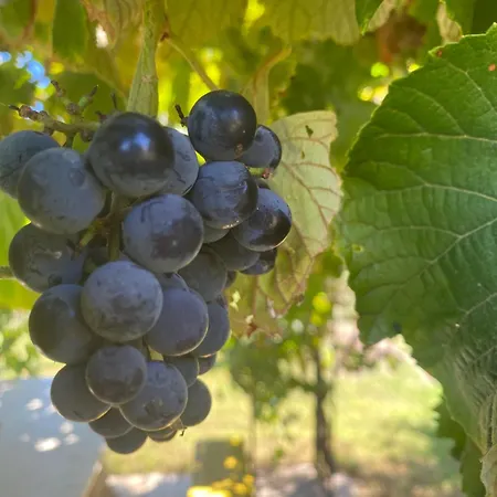 B&B Agrib&b Lemontree Garde'n 시라쿠사